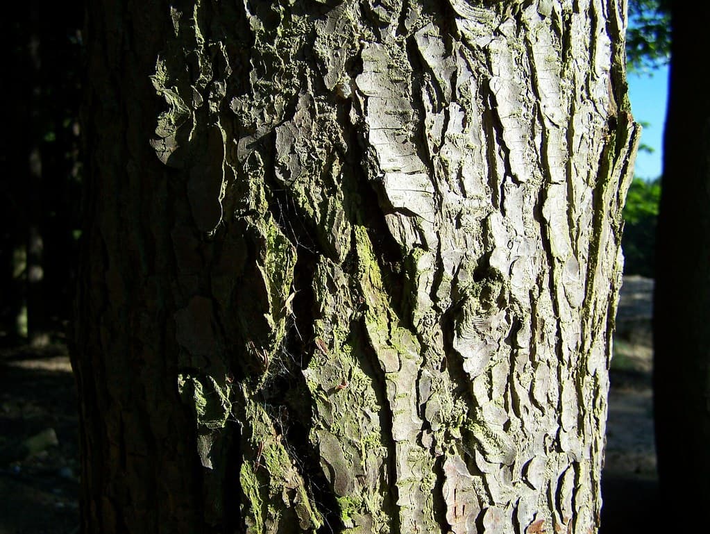 Hanworth, Bracknell Forest