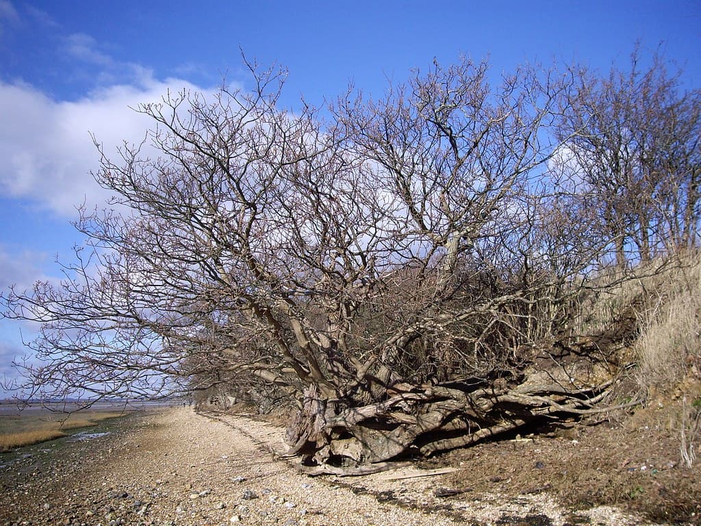 Loxwood, Chichester