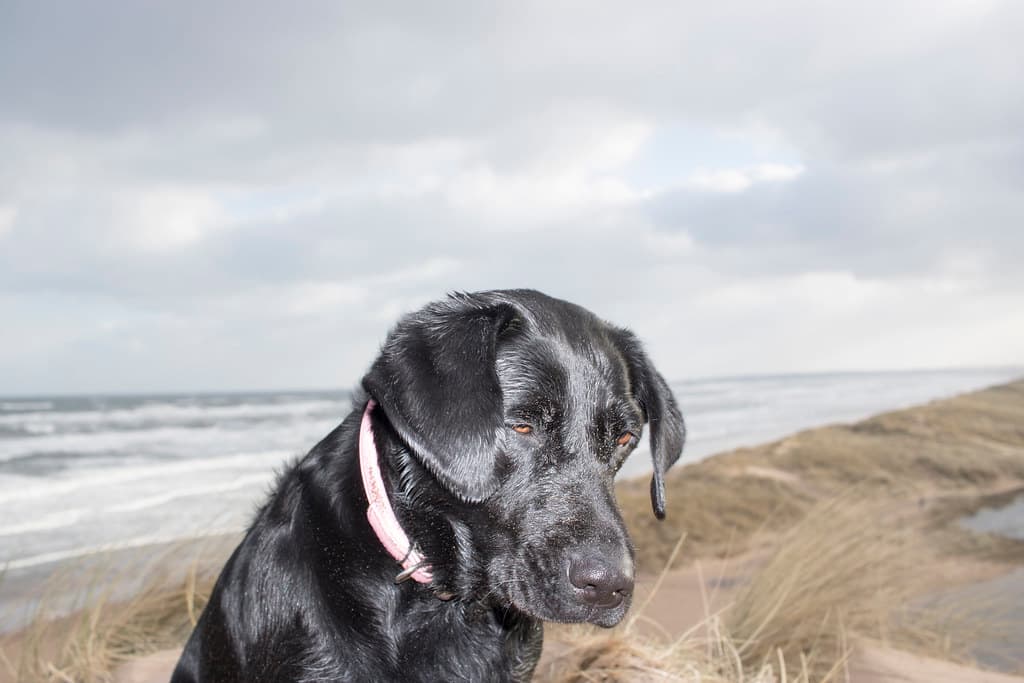 Balmedie, Aberdeenshire