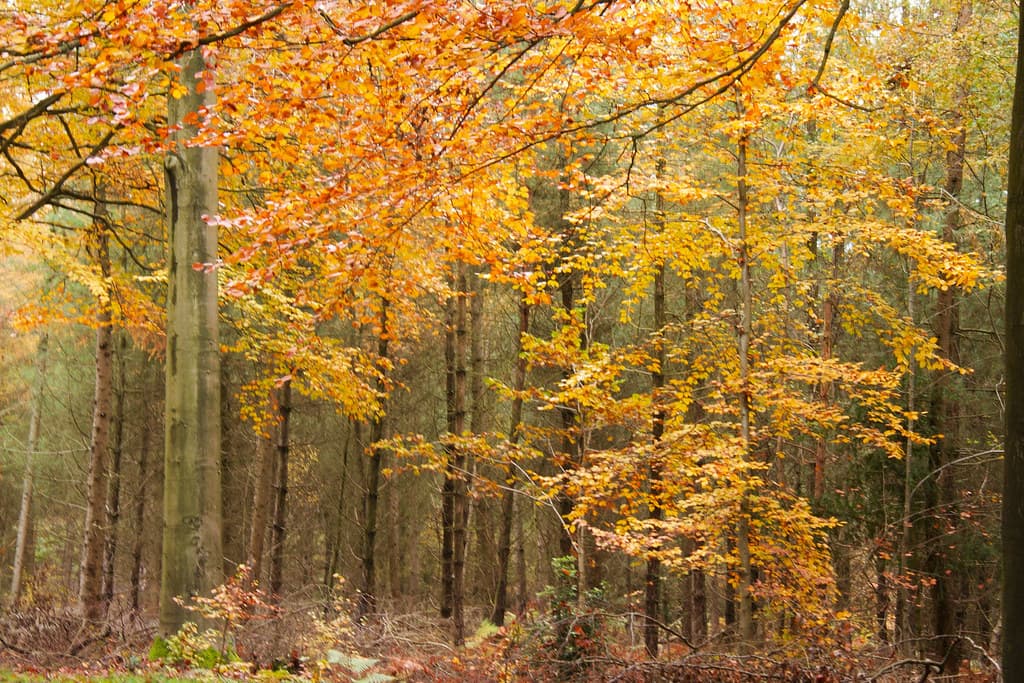 Hednesford Pye Green, Cannock Chase