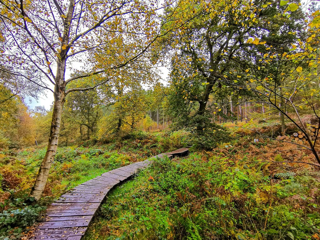 Hednesford Hills & Rawnsley, Cannock Chase