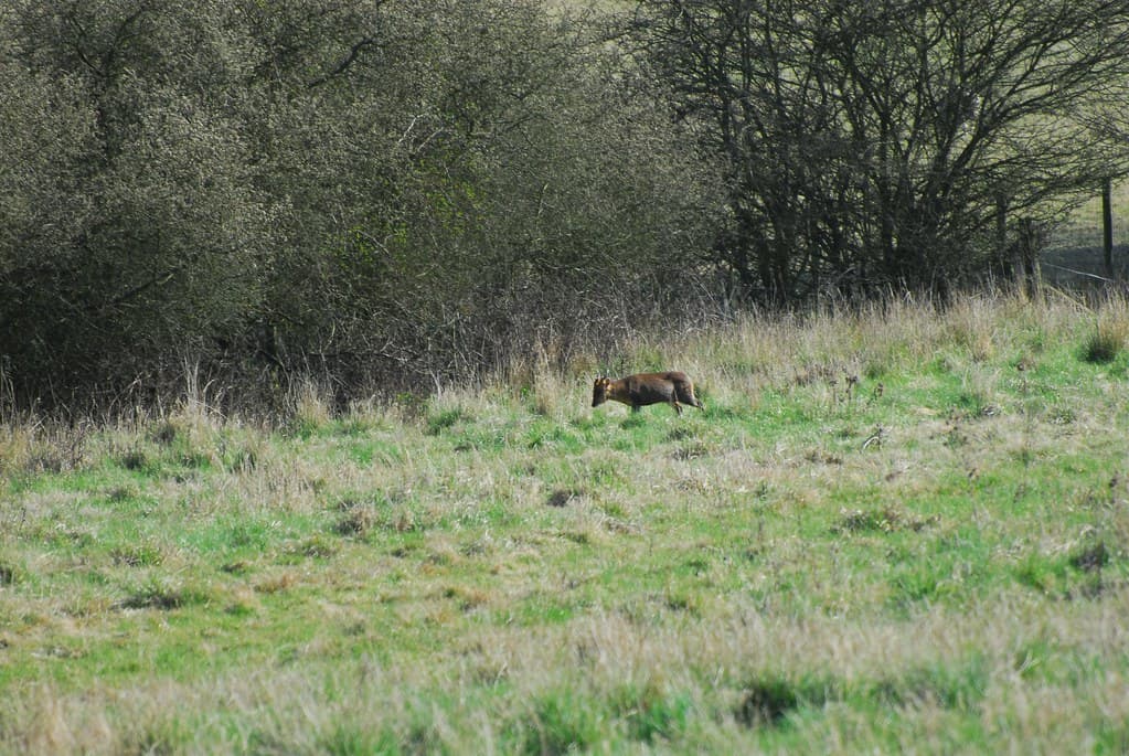 Cauldwell, Bedford