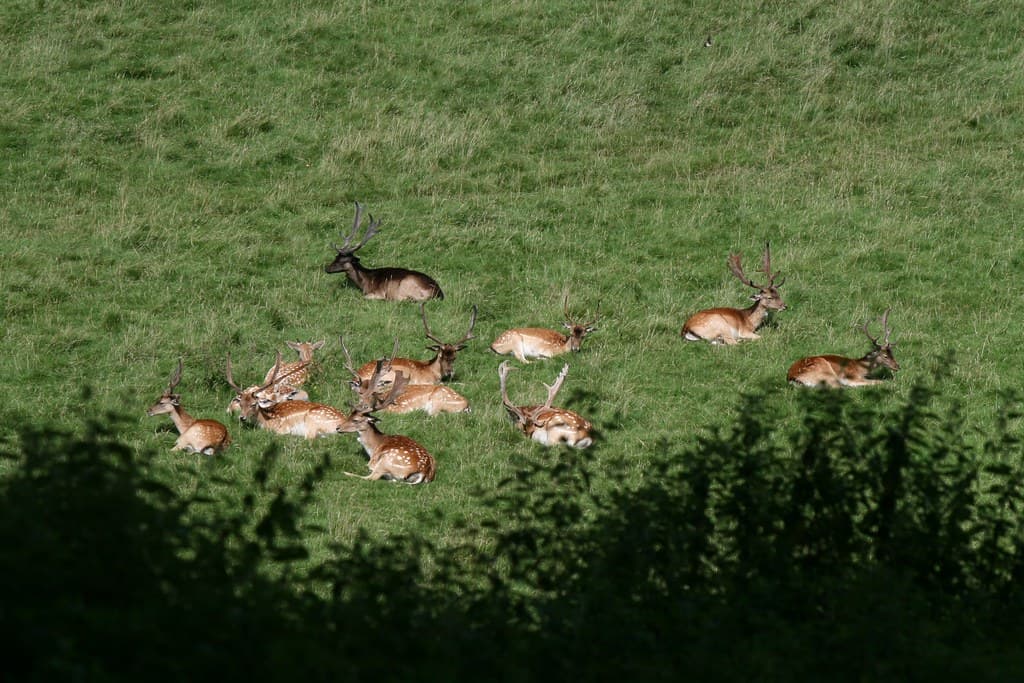 Penygroes, Carmarthenshire