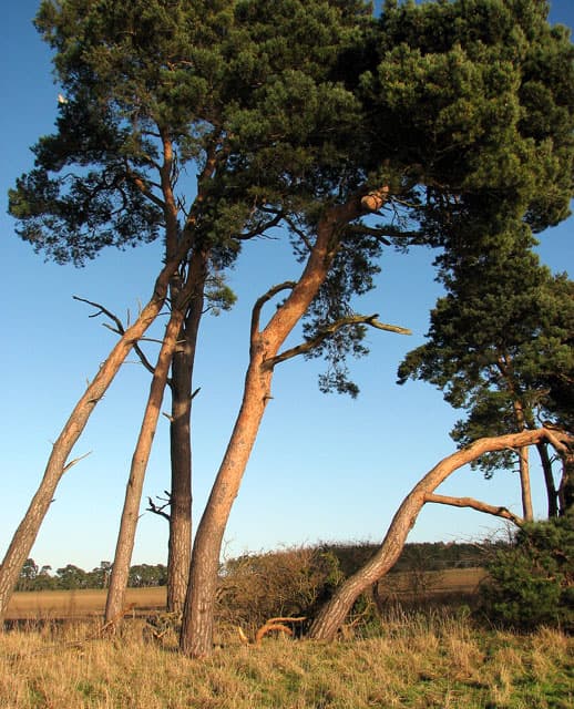 Kenninghall, Breckland