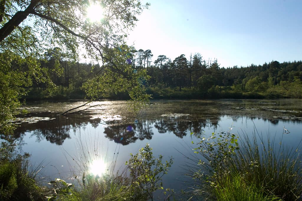 College Town, Bracknell Forest