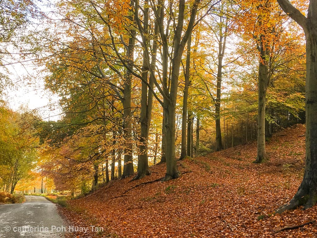 Hawks Green with Rumer Hill, Cannock Chase