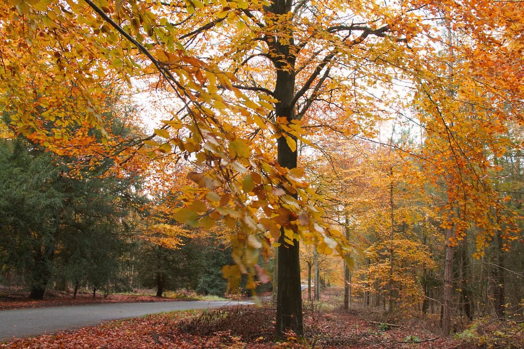 Cannock Park & Old Fallow, Cannock Chase