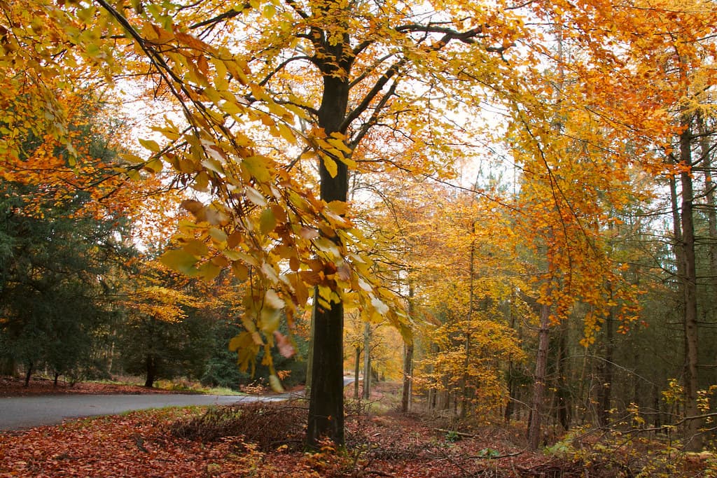 Heath Hayes & Wimblebury, Cannock Chase