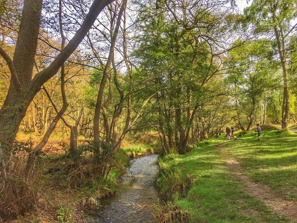 Western Springs, Cannock Chase
